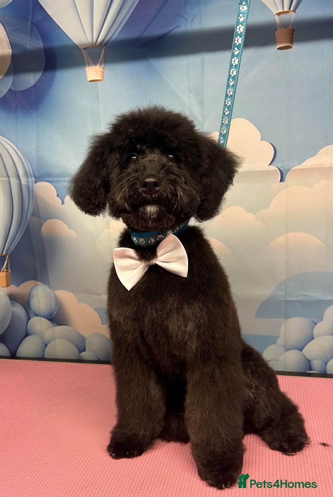 Cockapoo dogs for sale: Bonnie - Advert 2