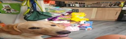 Labrador Retriever dogs for sale: Marely  in Oldham - Advert 2