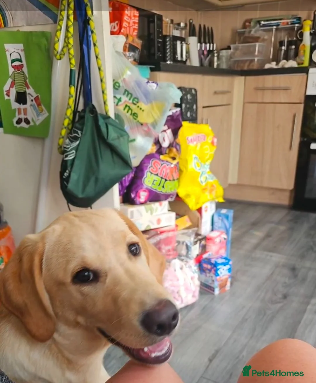 Labrador Retriever dogs for sale: Marely  in Oldham - Advert 2