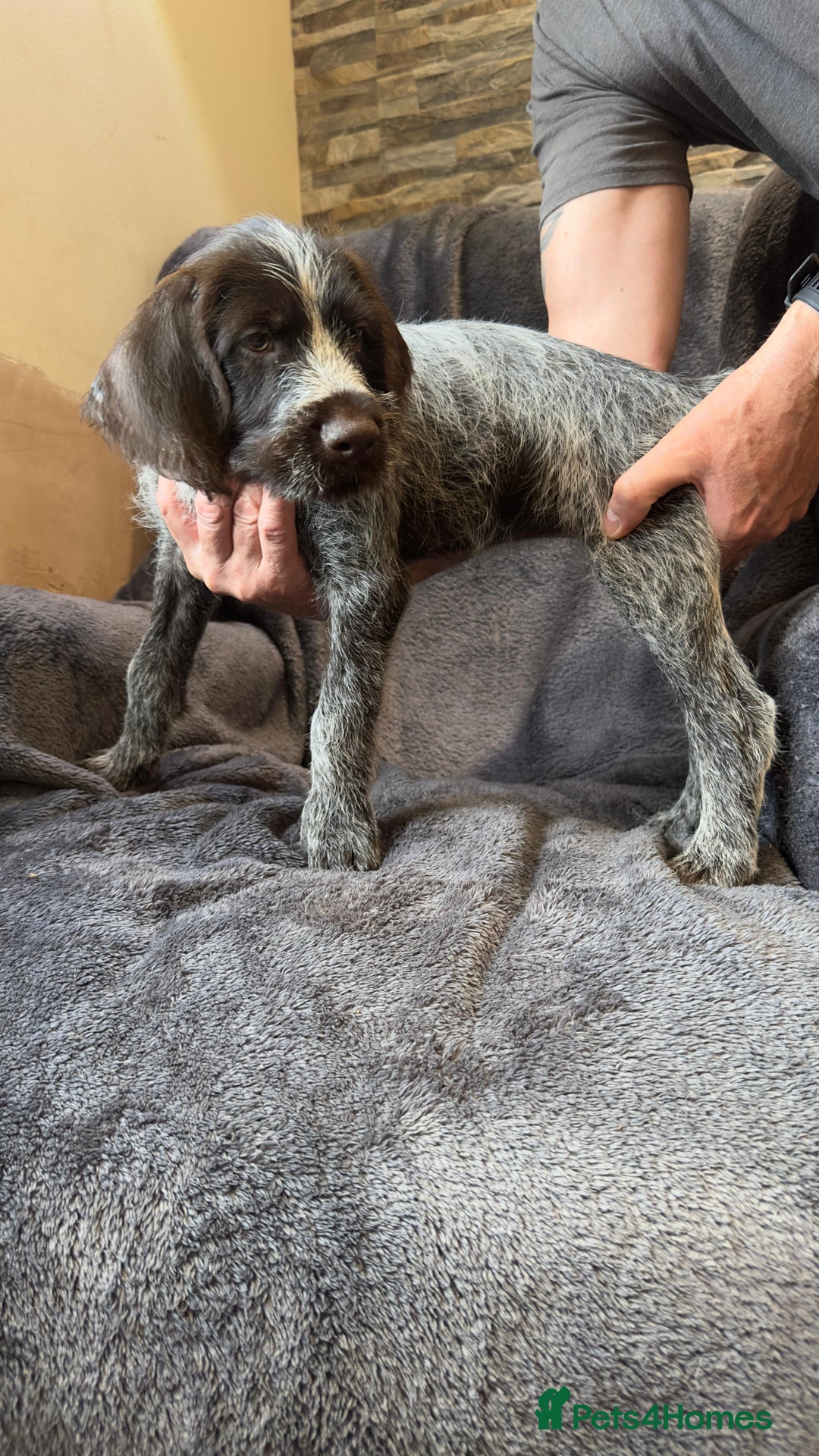 German Wirehaired Pointer dogs for sale: GWP Pups for sale field bloodlines land waterfowl  in Preston - Image 18