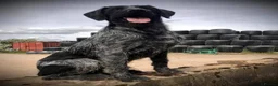 German Wirehaired Pointer dogs for stud: Experienced Fully Health Tested GWP at Stud  in Ripon - Advert 2