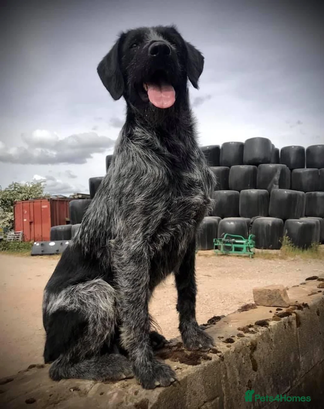 German Wirehaired Pointer dogs for stud: Experienced Fully Health Tested GWP at Stud  in Ripon - Advert 2