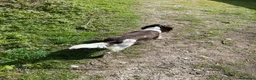 English Springer Spaniel dogs for sale: Springer spaniel puppies due soon  - Advert 6