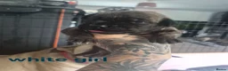 Mixed Breed dogs for sale: Boerso Babies  - Advert 19