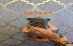 French Bulldog dogs for sale: 3 Female French bulldog puppies  - Image 8