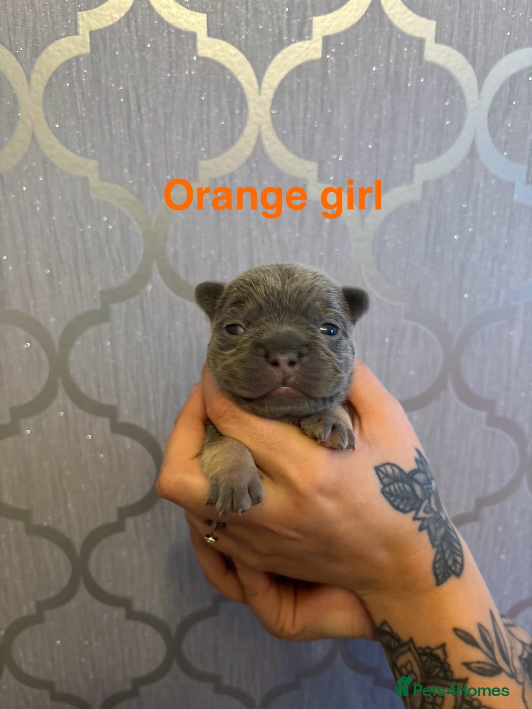 French Bulldog dogs for sale: 3 Female French bulldog puppies  - Image 8
