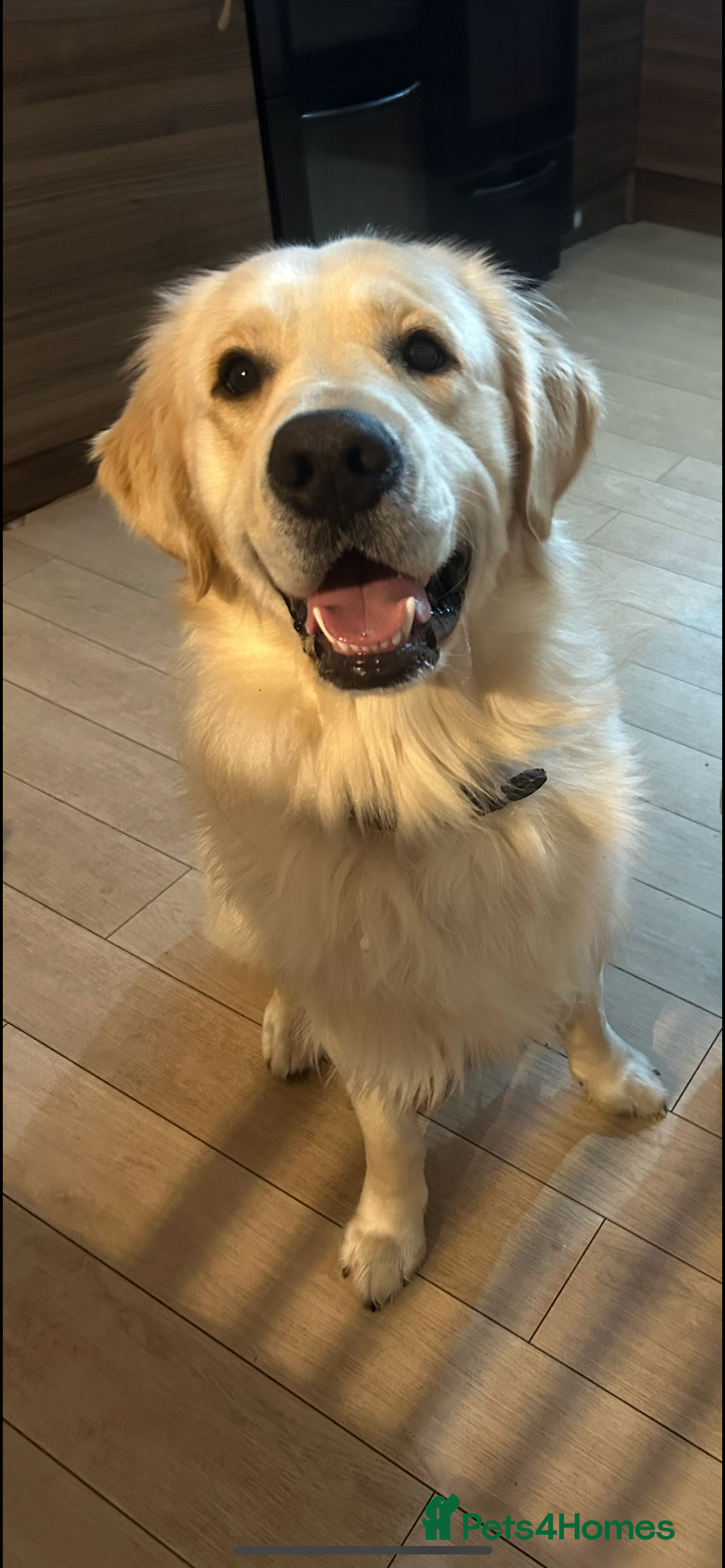 Golden Retriever dogs Male golden retriever  - Advert 6