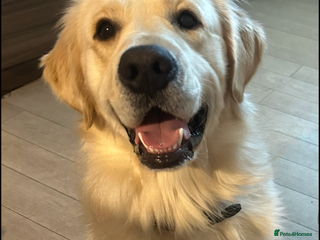 Golden Retriever dogs Male golden retriever - Advert 9