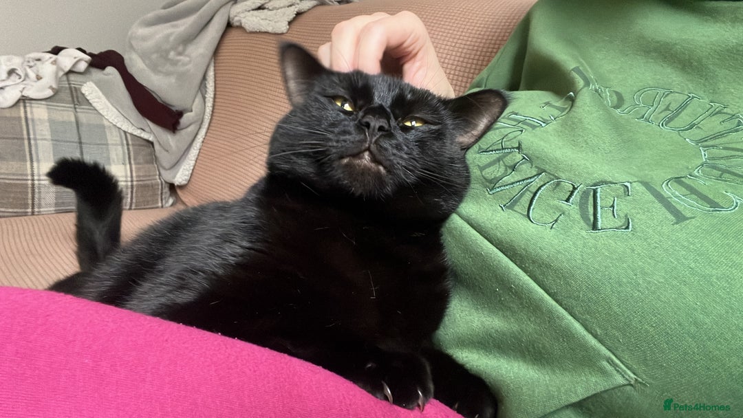 Mixed Breed cats for sale: 2 black cats mother and son - Advert 3