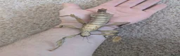 Stick Insects invertebrates for sale: Macleays Spectre/Giant Prickly Stick Insect Eggs - Advert 3