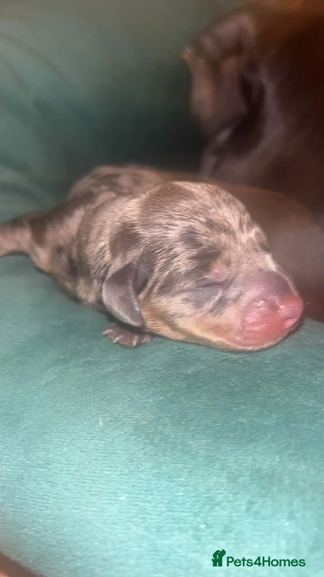 Dachshund dogs for sale: Miniature dachshunds - Advert 18