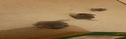 Chinchilla rodents for sale: Three Chinchilla Kits Looking for Loving Homes - Advert 3