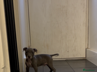 Staffordshire Bull Terrier dogs Stunning KC Staffordshire bull terrier puppies - Advert 4