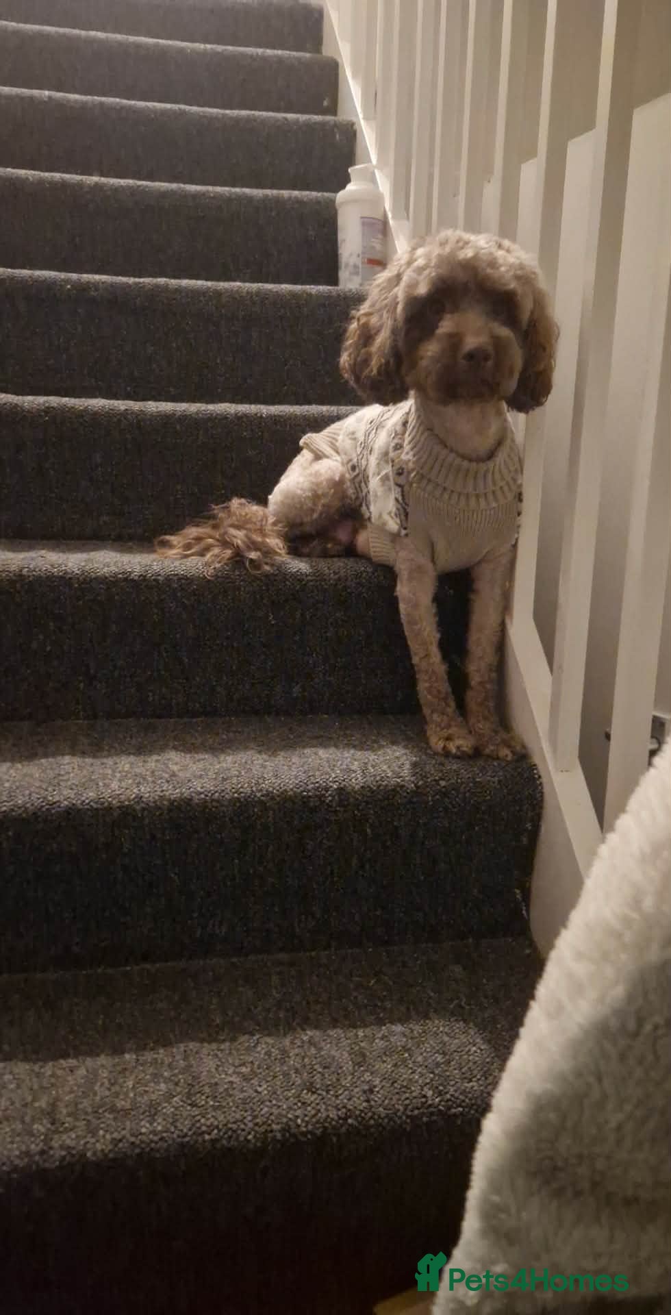 Cockapoo dogs Female cockapoo - Advert 1