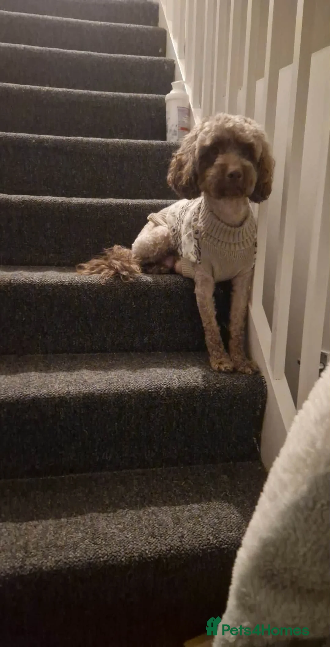 Cockapoo dogs for sale: Female cockapoo - Advert 1