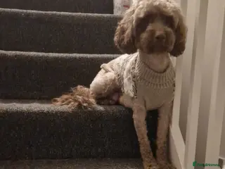 Cockapoo dogs Female cockapoo - Advert 1