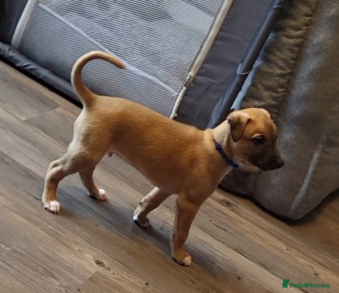 Whippet dogs for sale: These Adorable pups are needing a forever home. - Advert 27