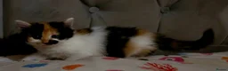 Mixed Breed cats for sale: Adorable Fluffy kittens  - Advert 13