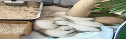 Mixed Breed cats for sale: Beautiful Ragdoll x British Shorthair Kittens - Advert 2