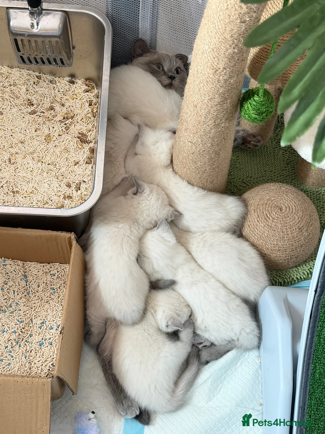 Mixed Breed cats for sale: Beautiful Ragdoll x British Shorthair Kittens - Advert 2