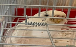 Budgerigars birds for sale: Young Female Budgie & Cage - Image 4
