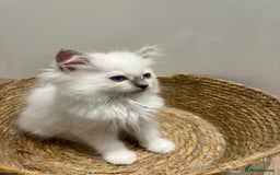 Ragdoll cats for sale: Beautiful litter of Ragdoll baby’s! 🐱🤍🐱 - Image 4