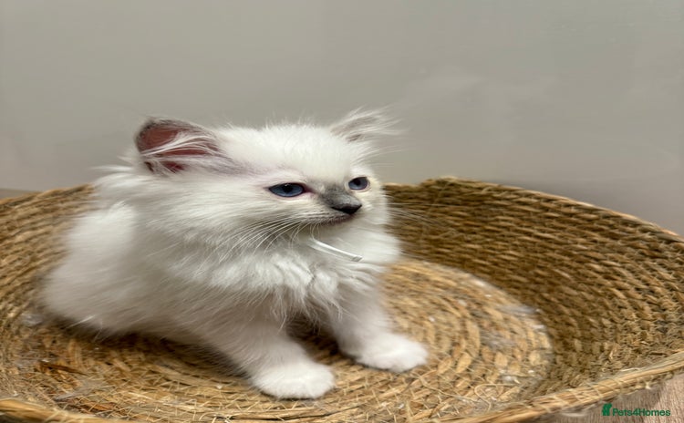 Ragdoll cats - Advert 1