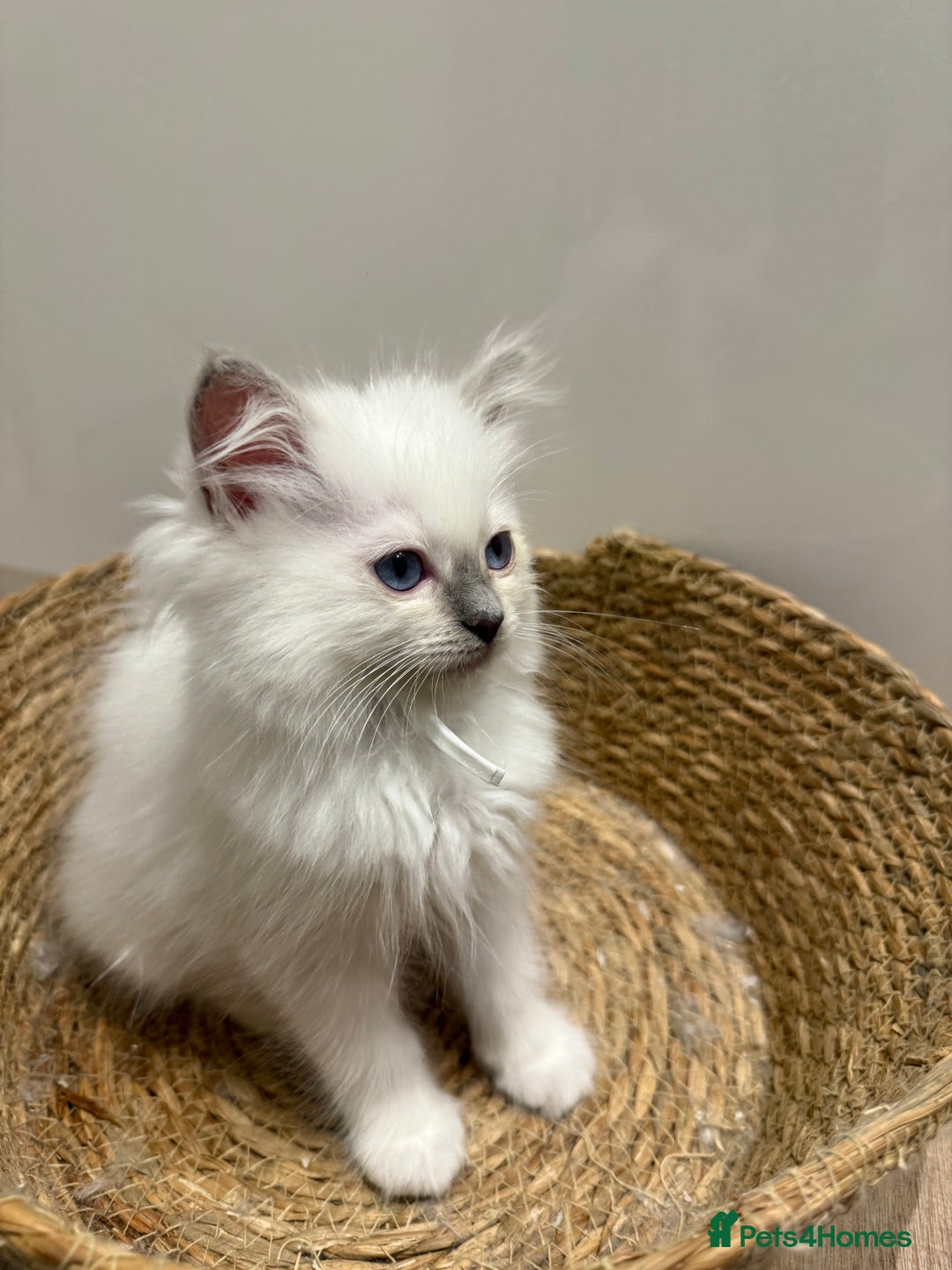 Ragdoll cats for sale: Beautiful litter of Ragdoll baby’s! 🐱🤍🐱 - Image 4
