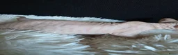 Sphynx cats for sale: Beautiful Canadian Sphynx Kittens Available 💎 - Advert 27