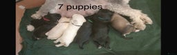 Miniature Schnauzer dogs for stud: KC Reg Choc/White Min Schnauzer MAC +BVA Clear in Coventry - Advert 28