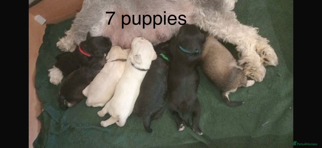 Miniature Schnauzer dogs for stud: KC Reg Choc/White Min Schnauzer MAC +BVA Clear in Coventry - Advert 28