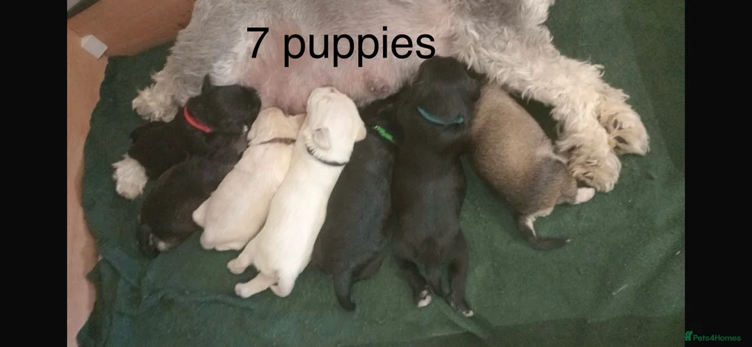 Miniature Schnauzer dogs for stud: KC Reg Choc/White Min Schnauzer MAC +BVA Clear in Coventry - Advert 28