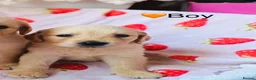 Labrador Retriever dogs for sale: Labradore retriever Puppys  - Advert 5