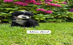 Portuguese Water Dog dogs for sale: 5 beautiful PWD babies for sale - Image 6