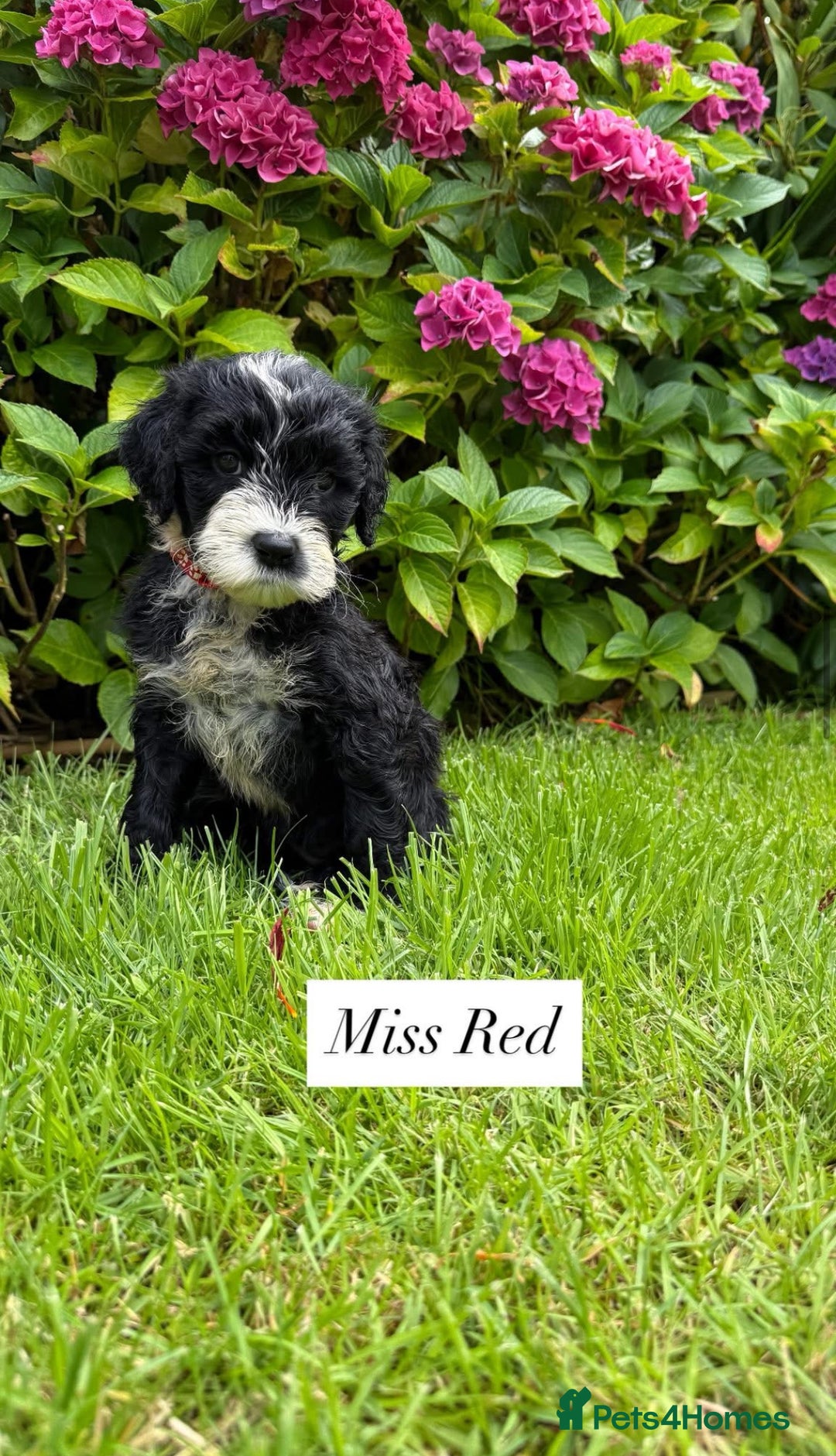 Portuguese Water Dog dogs for sale: 5 beautiful PWD babies for sale - Image 6