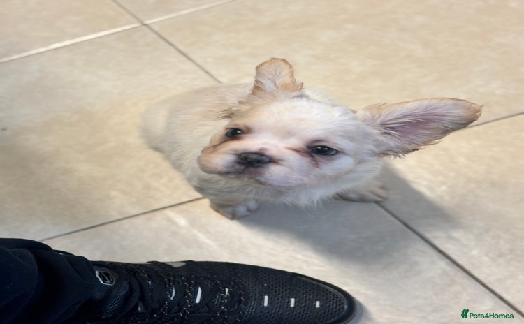 French Bulldog dogs - Advert 5
