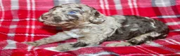 Miniature Poodle dogs for stud: Proven chocolate phantom merle mini poodle stud - Advert 15