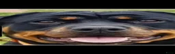 Mixed Breed dogs for sale: Shepweiler puppies for sale - Advert 4