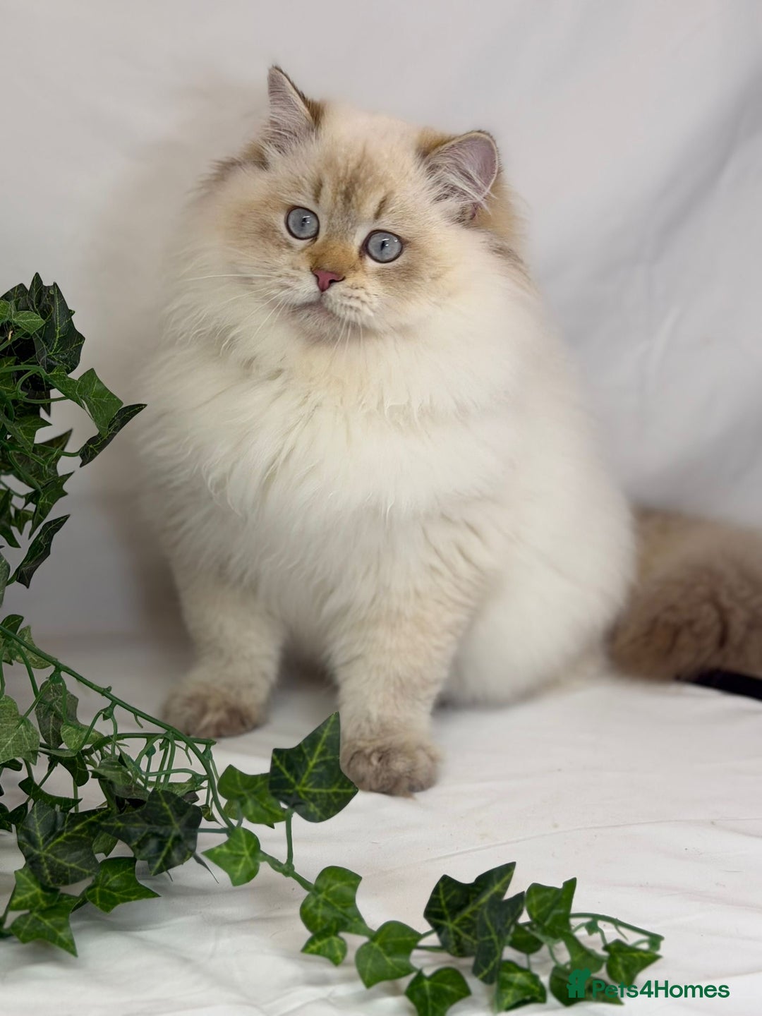 British Longhair cats for sale: Adorable British LH boy TICA  - Advert 10
