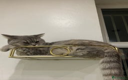 British Shorthair cats for sale: Grey British Shorthair & Black Domestic Shorthair - Image 3