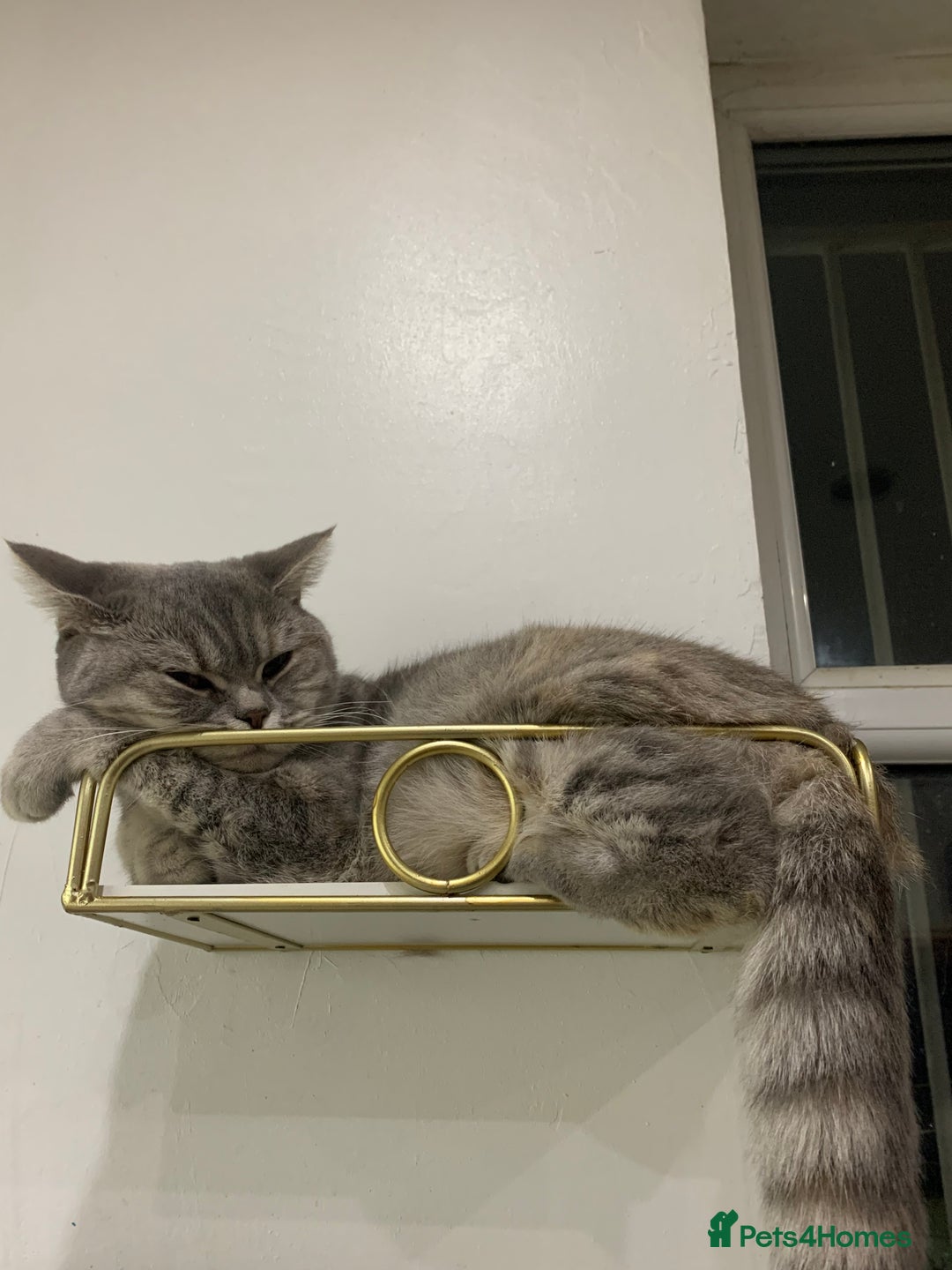 British Shorthair cats for sale: Grey British Shorthair & Black Domestic Shorthair - Image 3