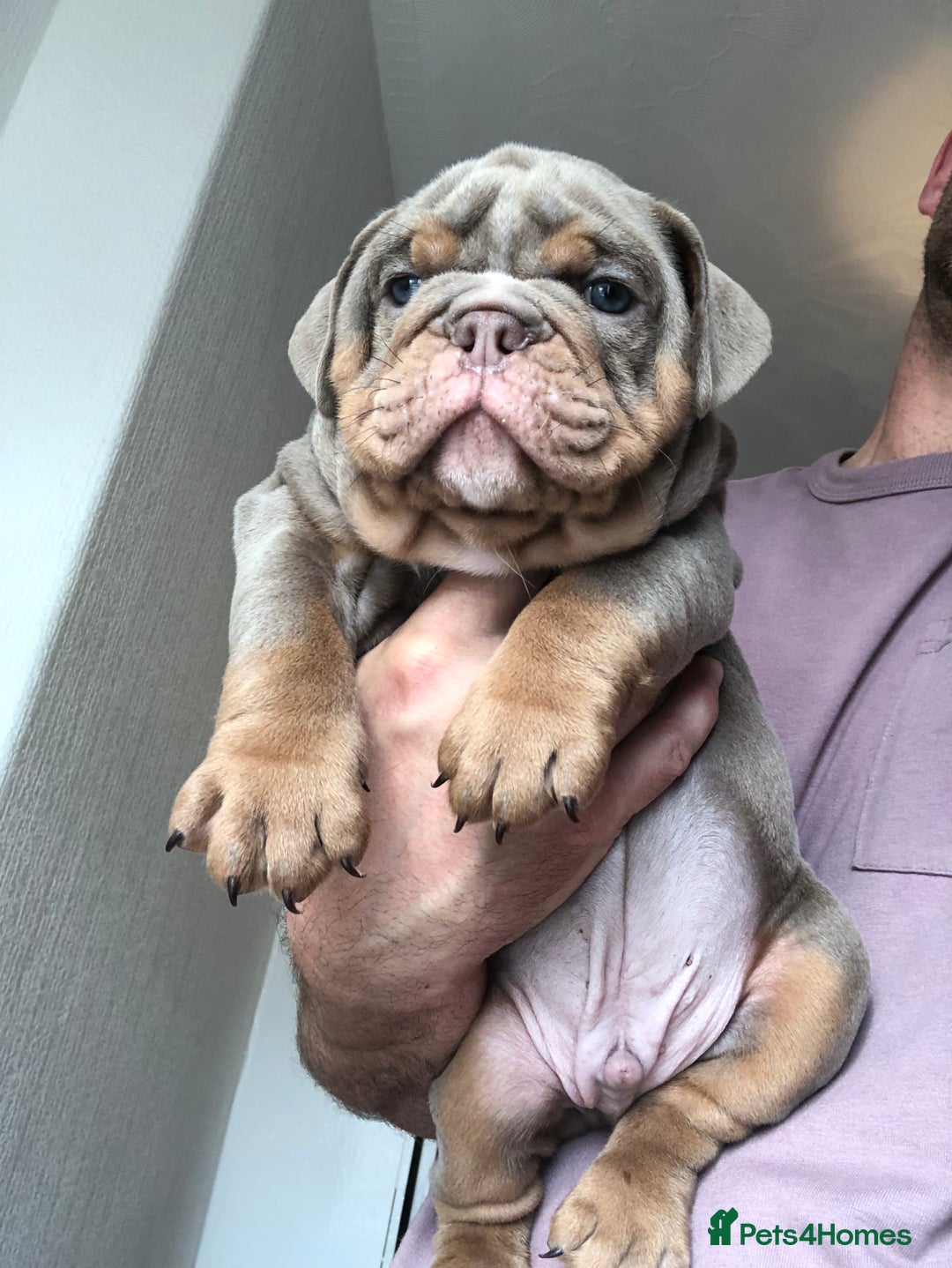 Olde English Bulldogge dogs for sale: 07496730941 : lilac tri Olde English Bulldogges - Image 10