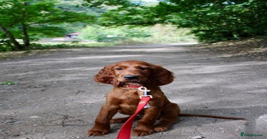Irish Setter dogs - Advert 9