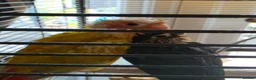 Conures birds for sale: 2 bonded conures in Hyde - Advert 4