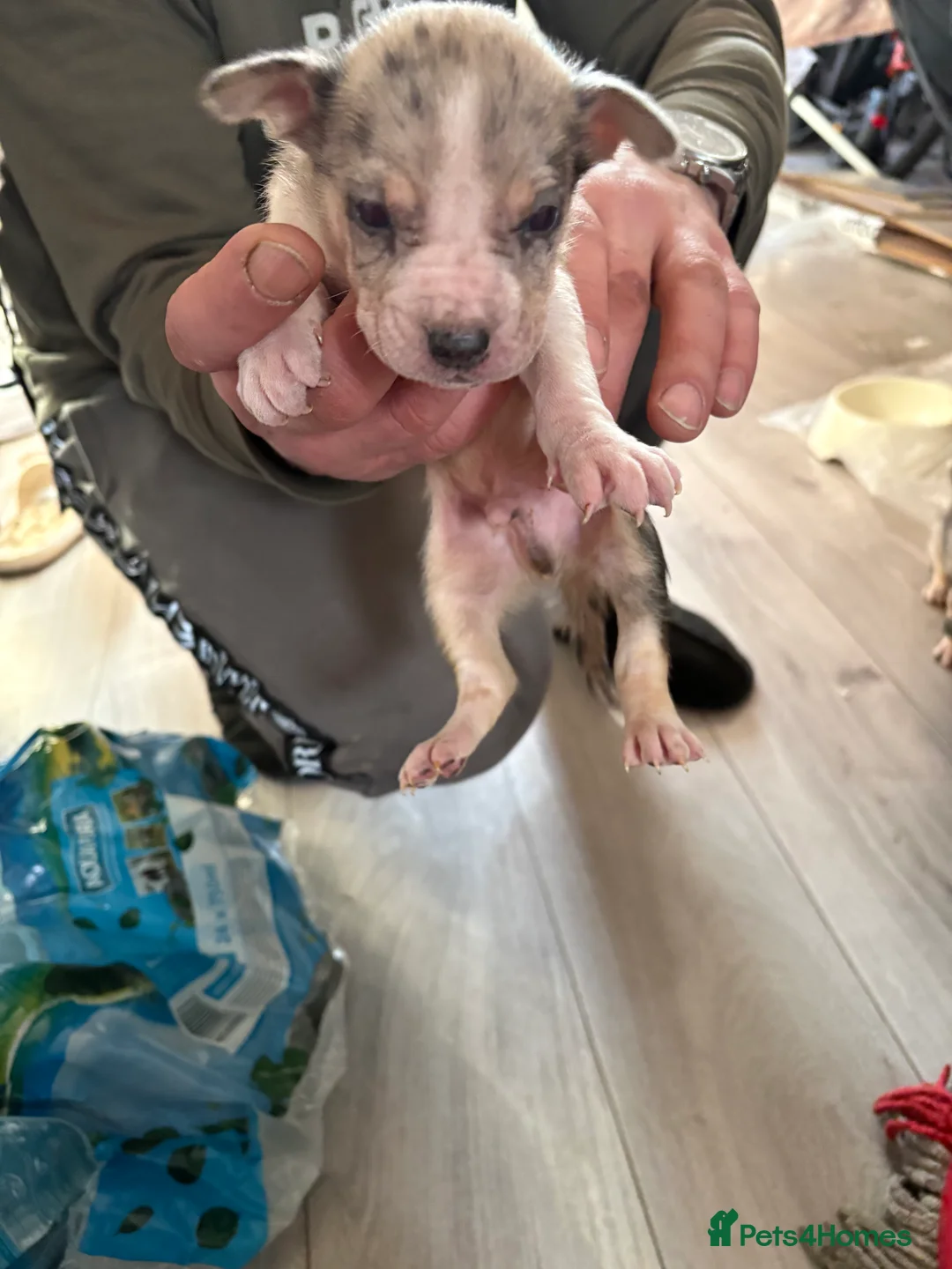 Mixed Breed dogs for sale: Puppy - Advert 2