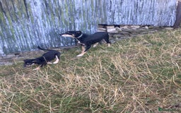 Mixed Breed dogs for sale: Collie x Huntaway - Image 6