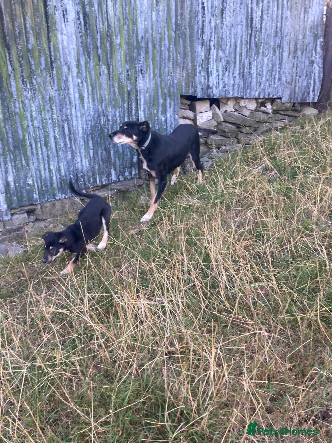 Mixed Breed dogs for sale: Collie x Huntaway - Image 6