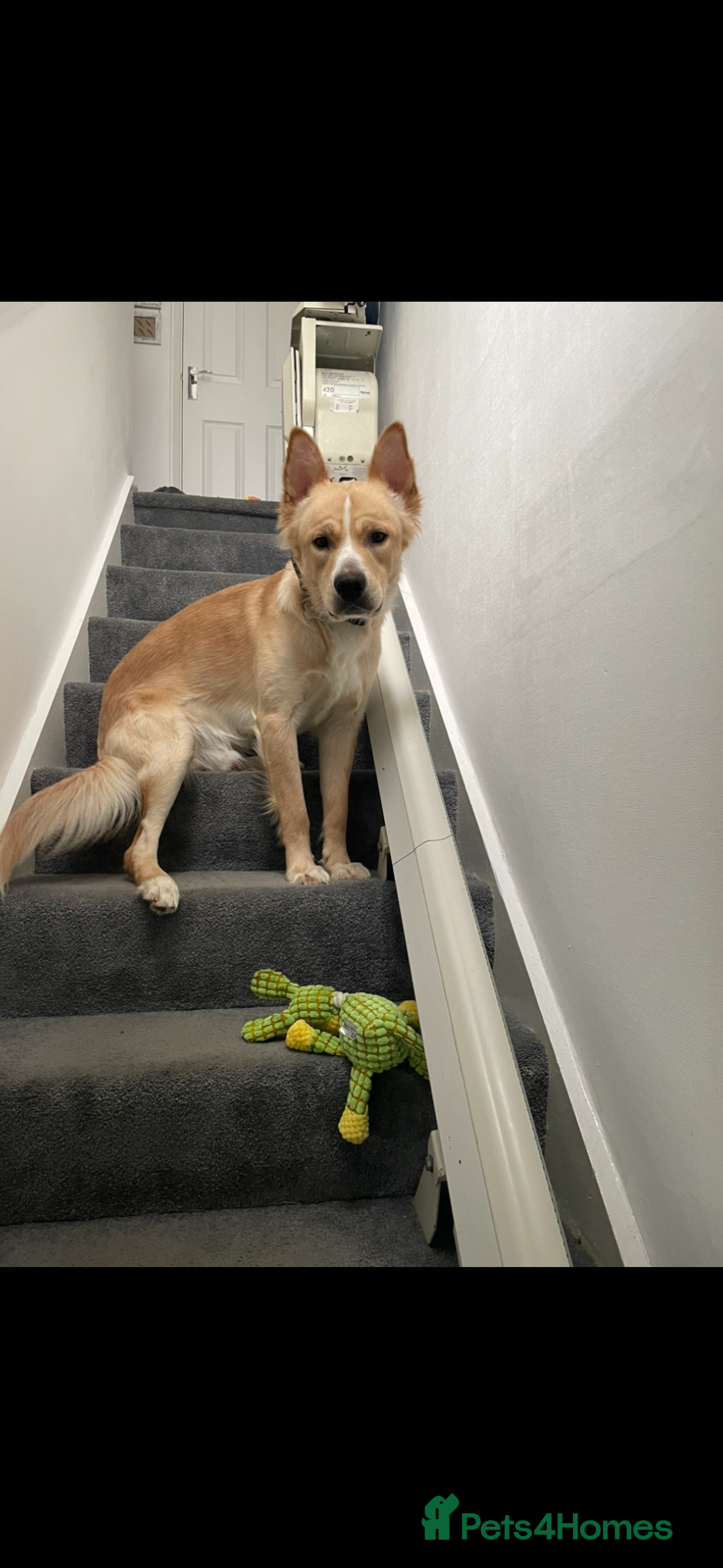 Mixed Breed dogs Duke is a lovely 1 year old  - Advert 1