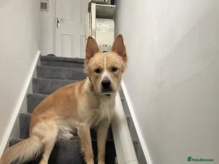 Mixed Breed dogs Duke is a lovely 1 year old - Advert 1