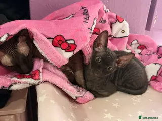 Sphynx cats 1 beautiful Sphynx boy left 🐾🖤 - Advert 3